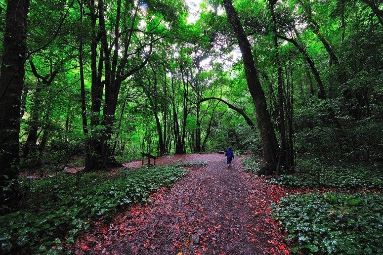 Wald von Los Tilos auf La Palma