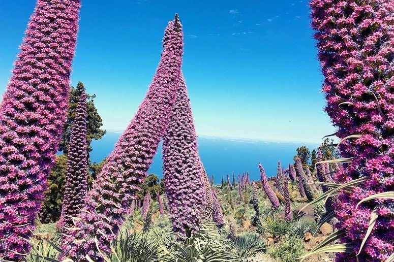 Blühende Taginasten, La Palma