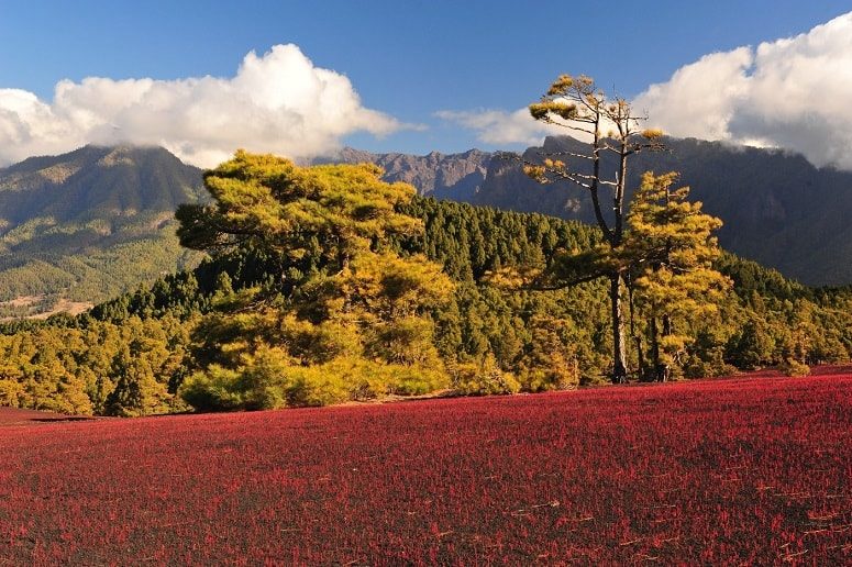 Paisaje floreciente del volcán, La Palma