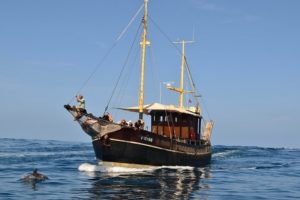 Excursiones en barco con avistamiento de ballenas y delfines