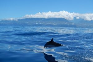 Delfin La Palma, excursiones en barco