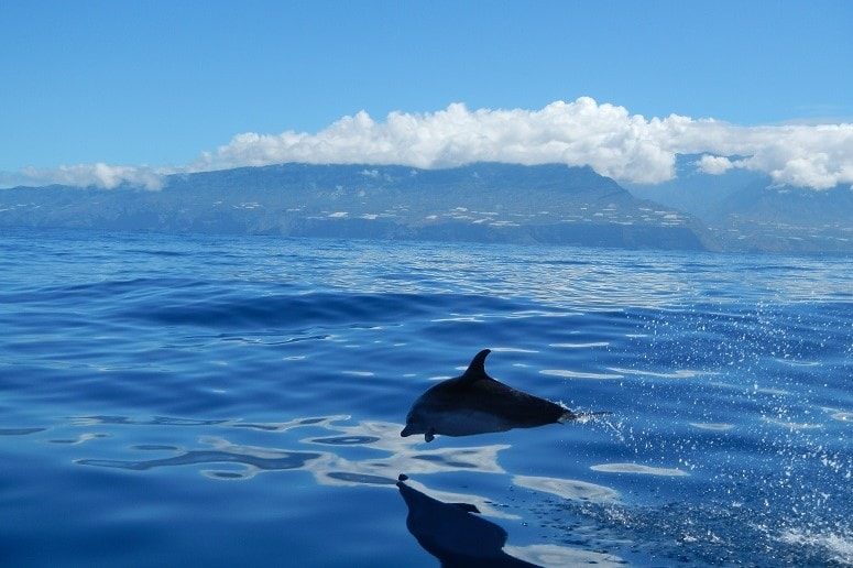 Delfin vor La Palma, Bootstour
