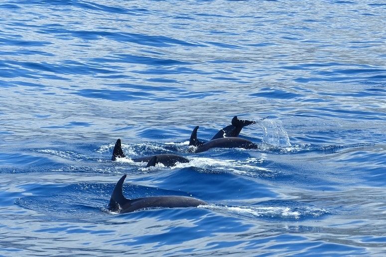 Dolphins La Palma, Boat Trip