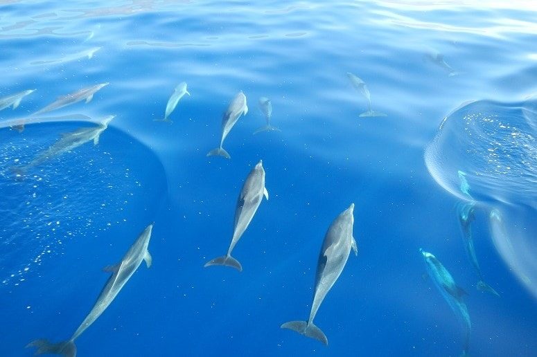 Delfine im Wasser vor La Palma, Bootsausflug