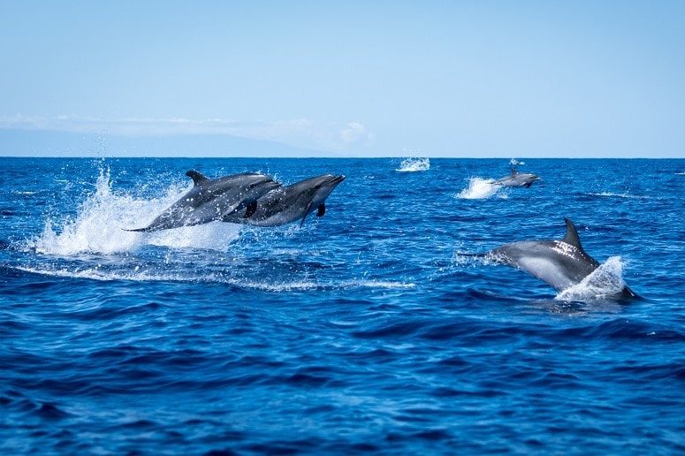 Dolphins in front of the island La Palma