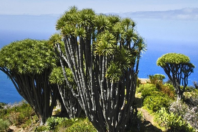 Drago, La Palma