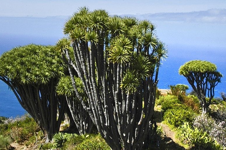 Drachenbäume, La Palma