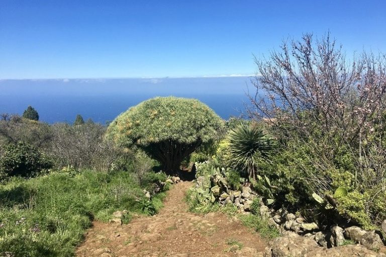 Drago en el nordeste de La Palma