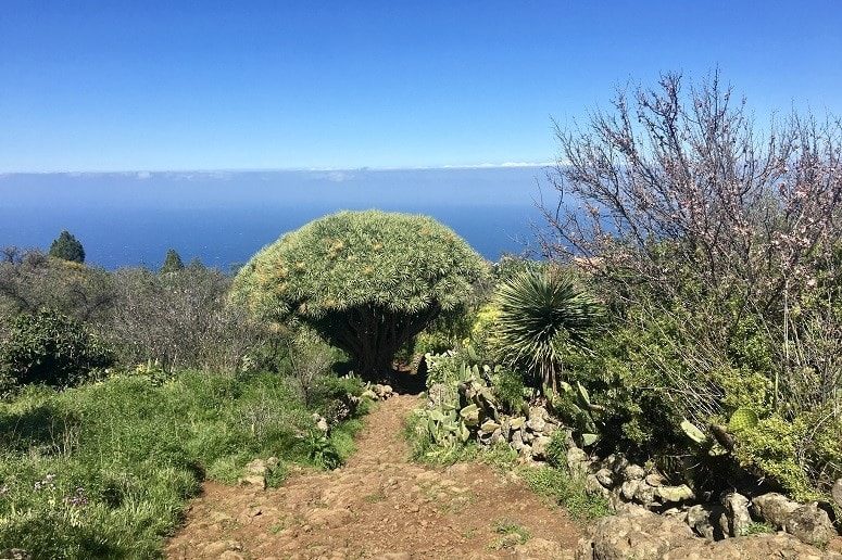 Drago en el nordeste de La Palma