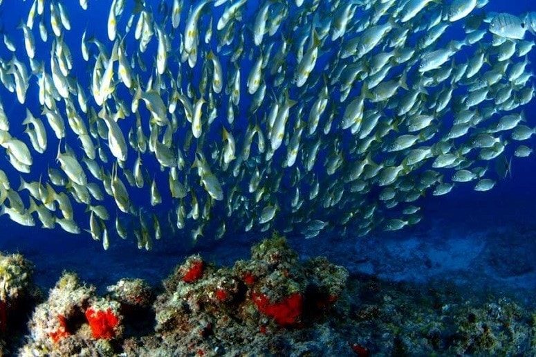 Fische, Korallen, La Palma