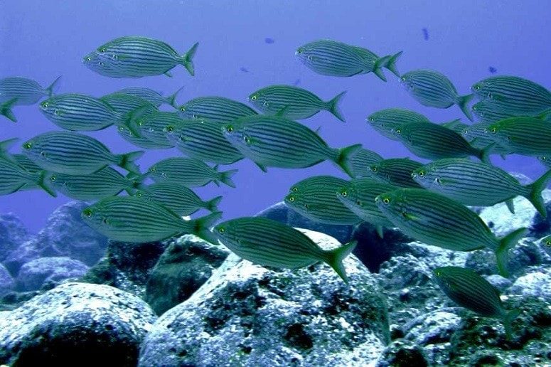 Fish swarm, Atlantic, La Palma