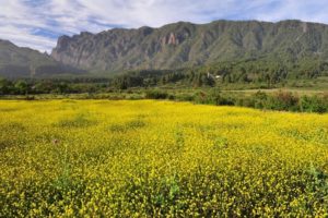 Gelbe Blumen, Berge, La Palma