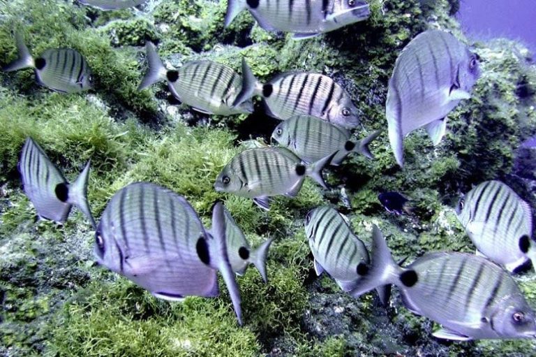 Korallen, Fische, La Palma