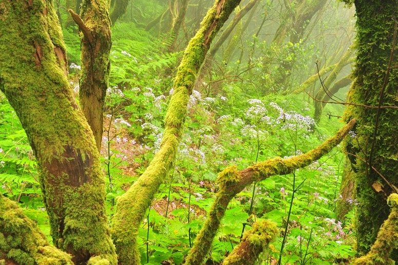 Lorbeerwald, La Palma