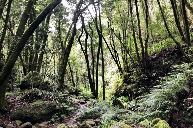 Bosque de Laureles Los Tilos, La Palma