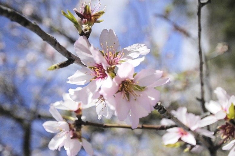 Almond blossom, La Palma