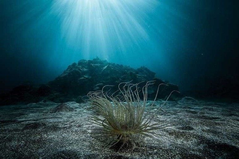 Seabed, La Palma