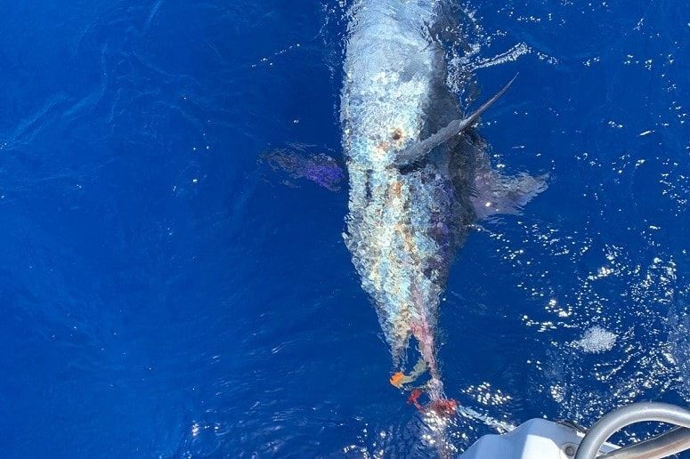 Merlin, Atlantic, La Palma