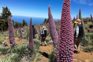 Flowers in summer, La Palma