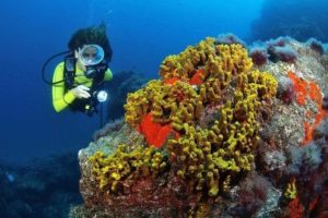 Diver, Corals, La Palma