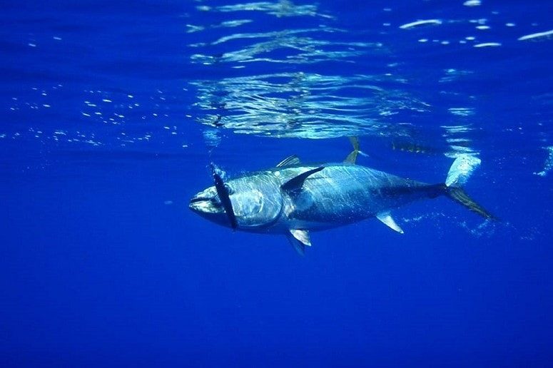 Tuna, Fishing, La Palma