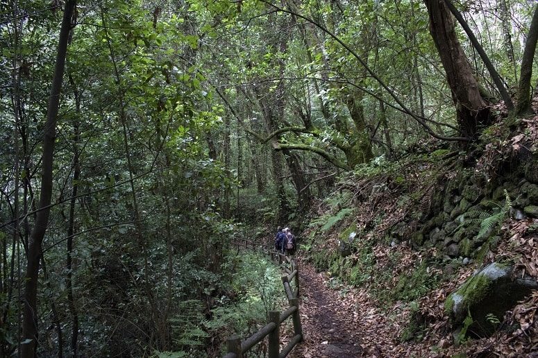 Hiking in the laurel forest, La Palma