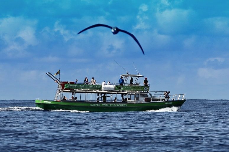 Whale Watching La Palma