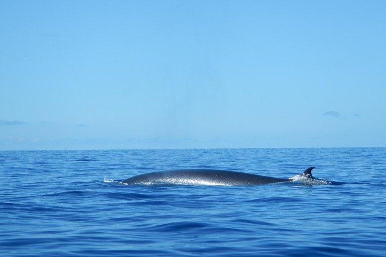 Avistamiento de ballenas y delfines en La Palma