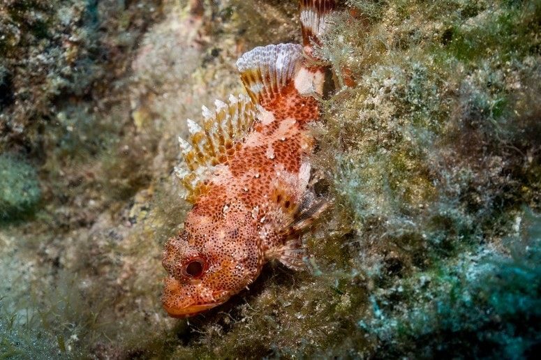 Peces, Tenerife, Esnórquel