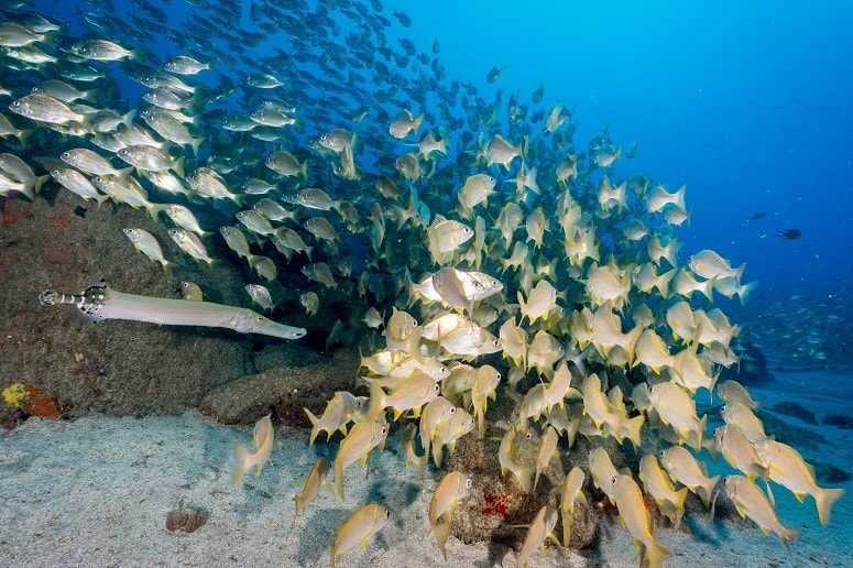 Peces, Buceo Tenerife