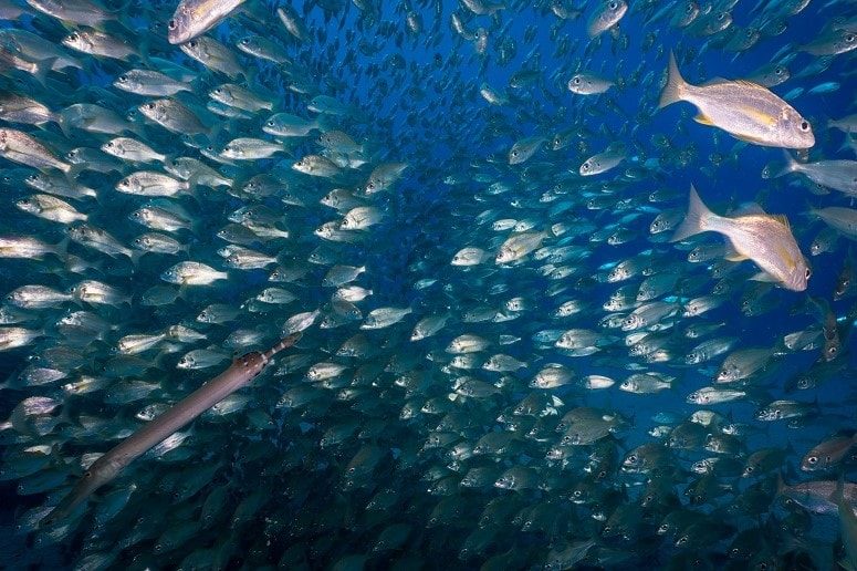 Fish, Tenerife, Diving