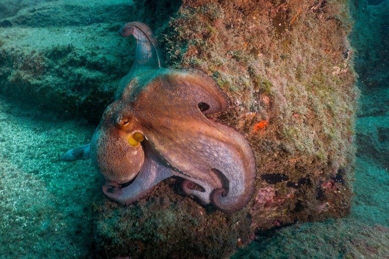 Pulpo, Buceo en Tenerife