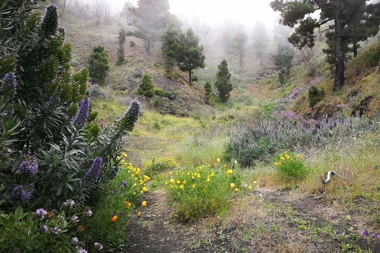 Nebelschwaden und Blütenpracht, La Palma