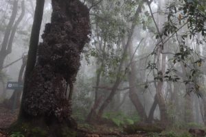 Nebelwald La Gomera, Wandern