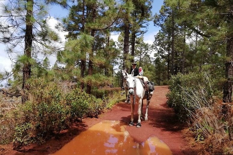 Paseo a Caballo en Tenerife