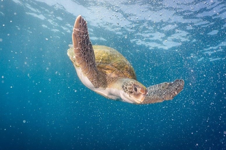 Schildkröte, Schnorcheln Teneriffa