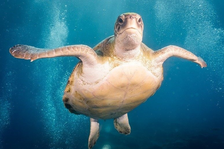 Schildkröte, Teneriffa Tauchen