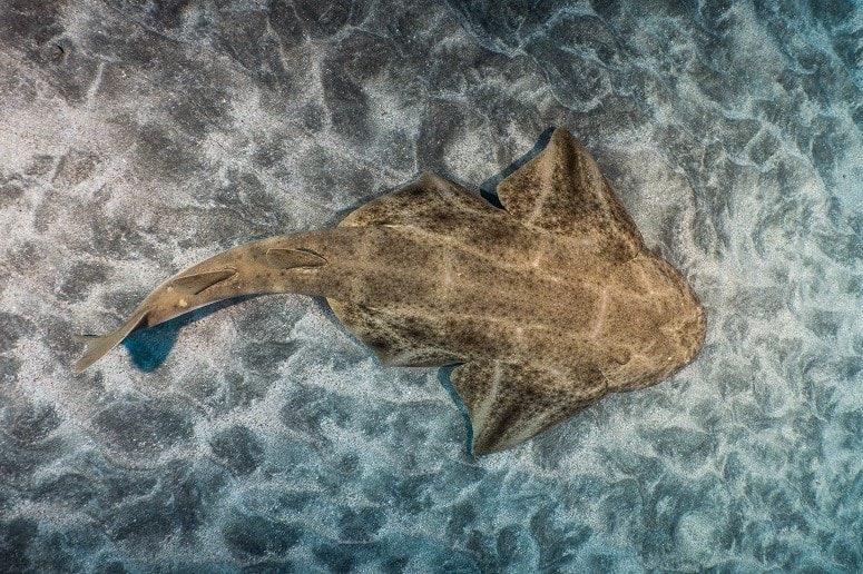 Buceo Tenerife, Descubre el Buceo