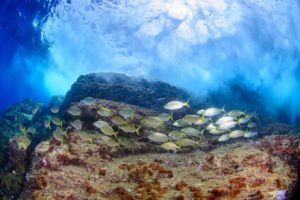 Fische, Teneriffa, Unterwasserwelt