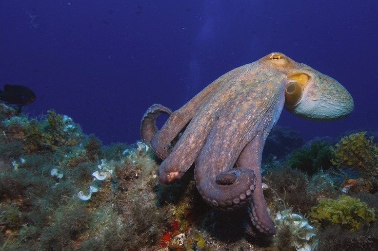 Octopus, Tenerife