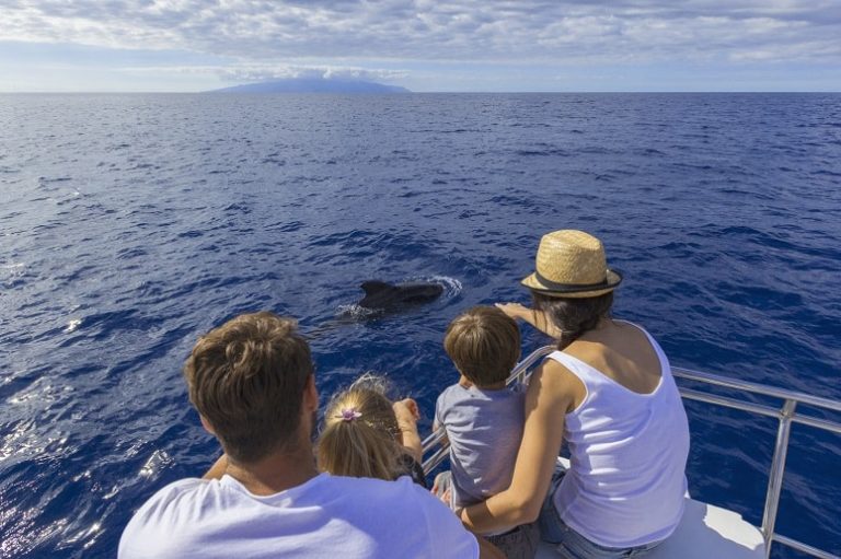 Südküste Teneriffa, Wale beobachten