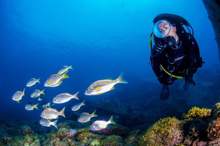 Diving Tenerife, Underwater World