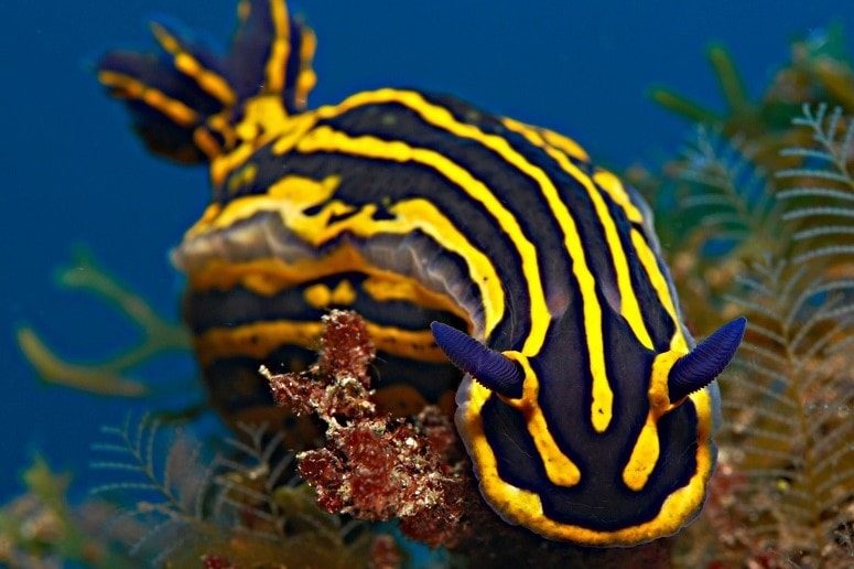 Fish, Tenerife, Diving