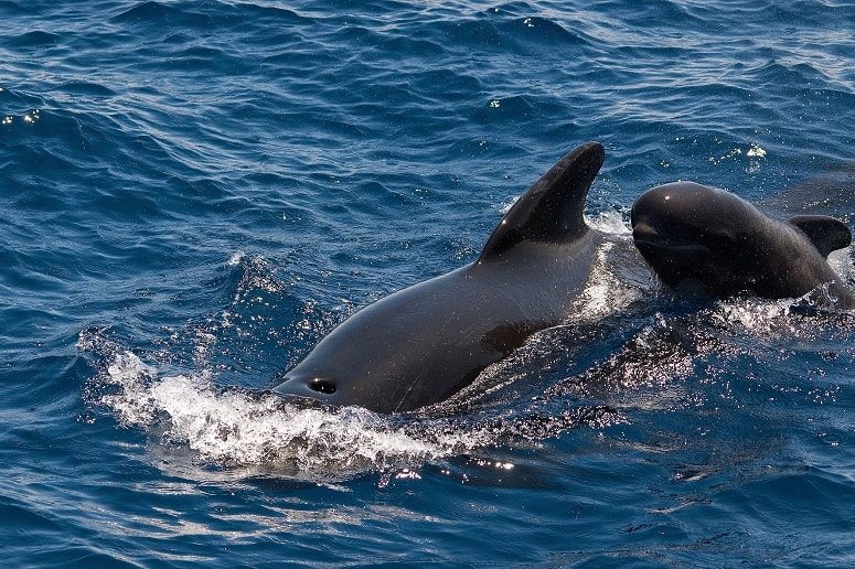 Whales, Tenerife