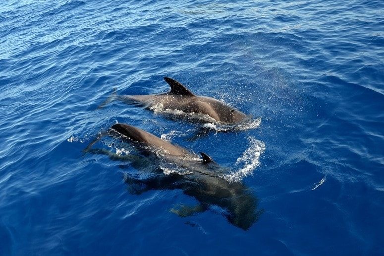 Ballenas, Tenerife