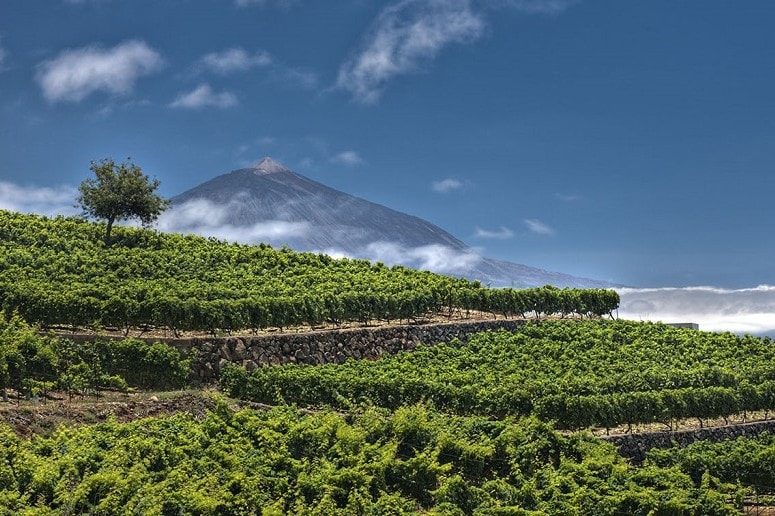 Vista, Bodega, Tenerife, Teide