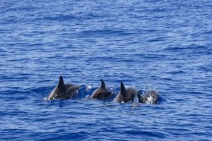 Excursiones en barco