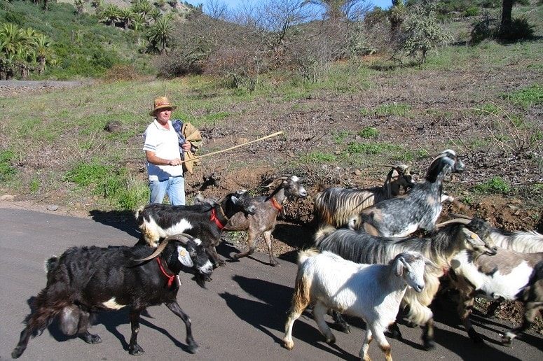 Guided hike La Gomera, Goats