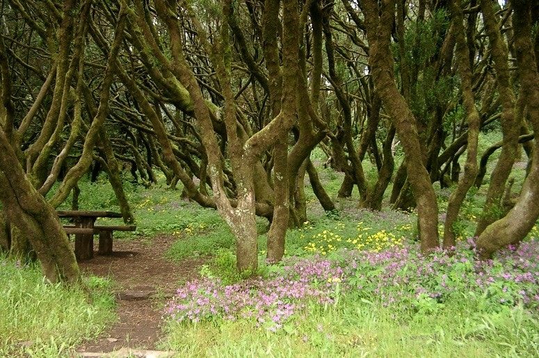 Guided hike on La Gomera, National Park