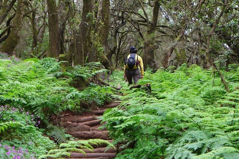 Bosque Encantado La Gomera, Caminata